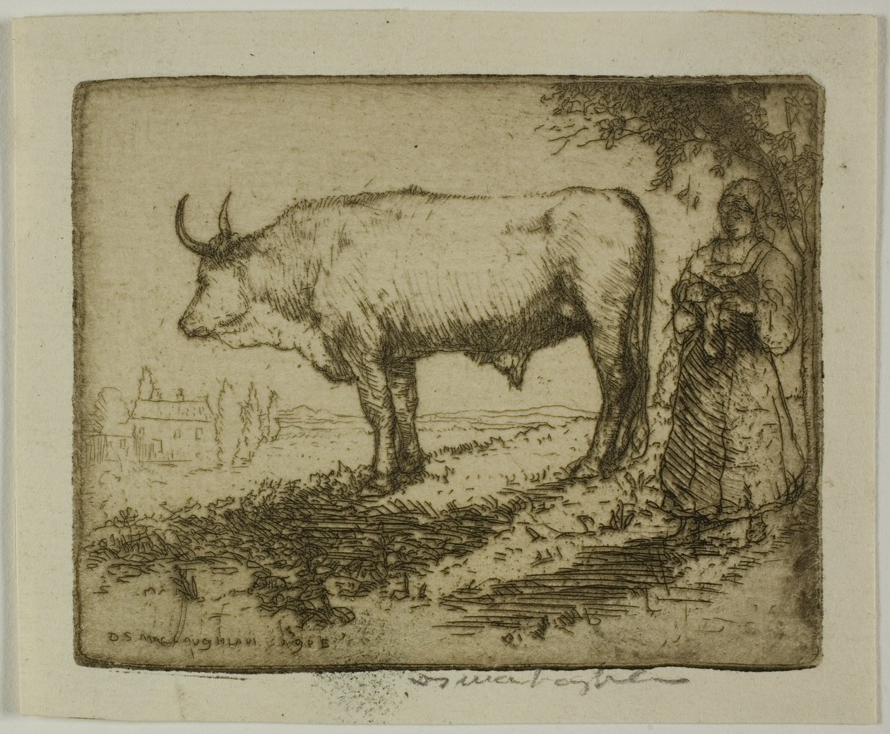 The White Ox by Donald Shaw MacLaughlan