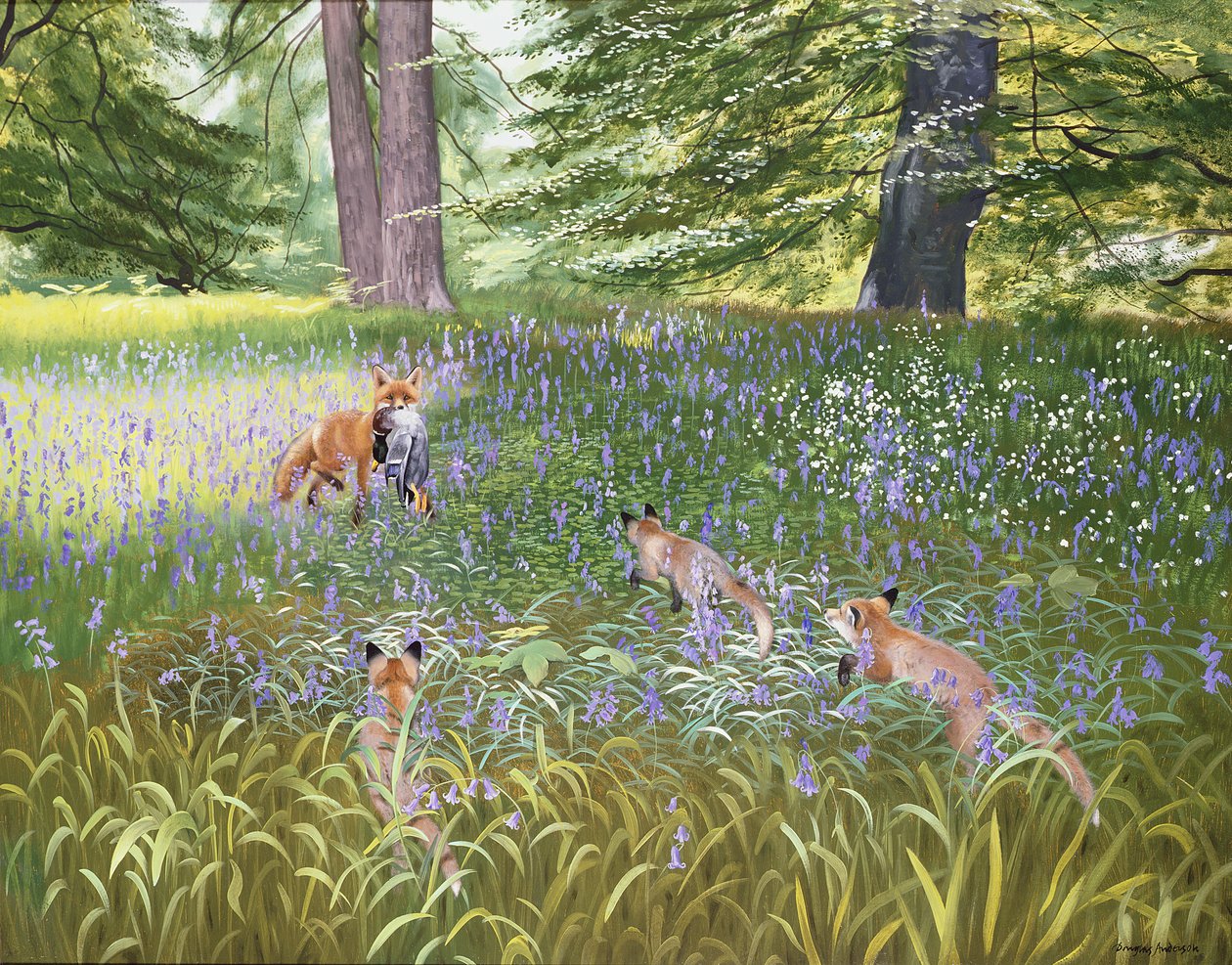 Foxes in Bluebells by Douglas Anderson