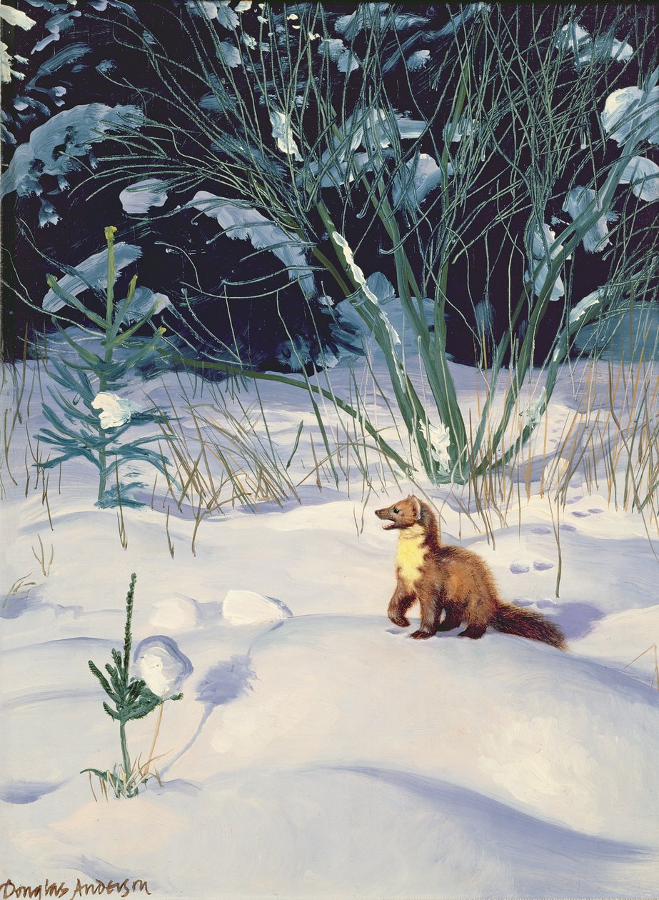 Pine Marten in Snow by Douglas Anderson