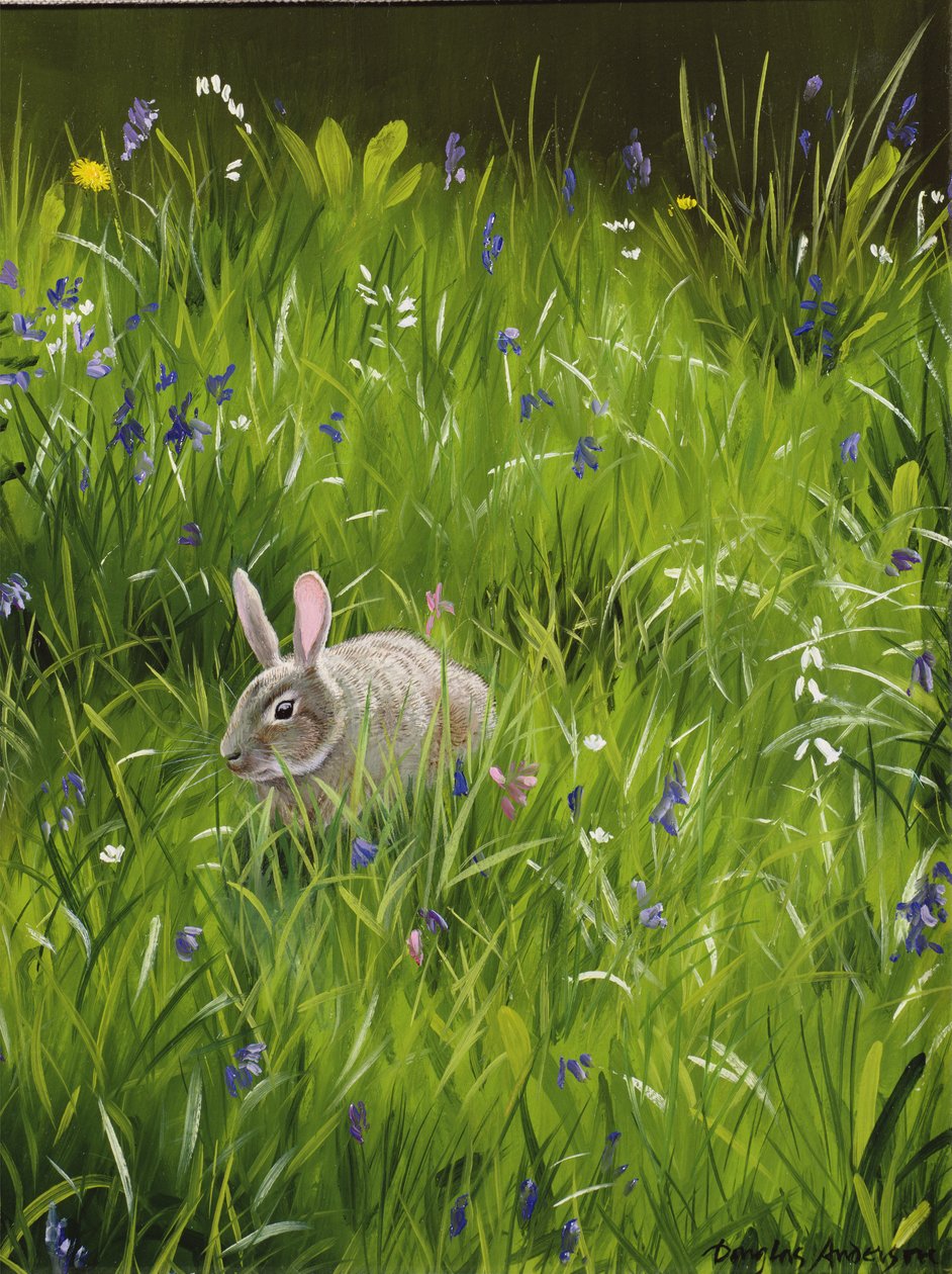 Rabbit by Douglas Anderson