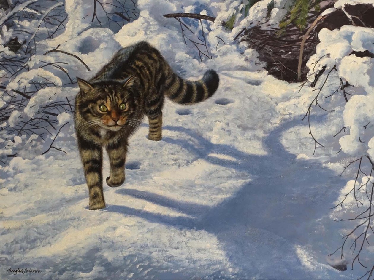 Scottish Wild Cat by Douglas Anderson