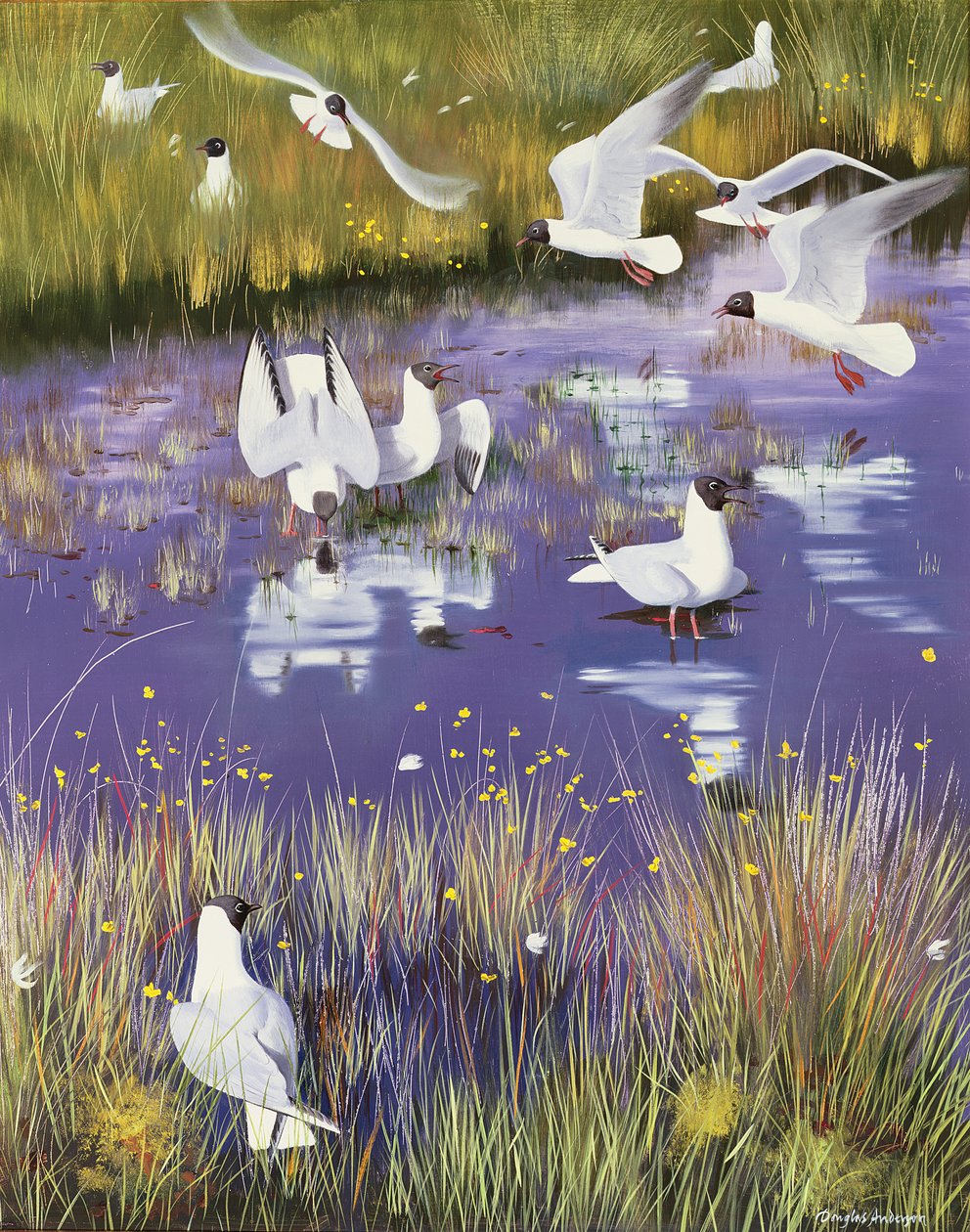 Seagulls in Bog by Douglas Anderson