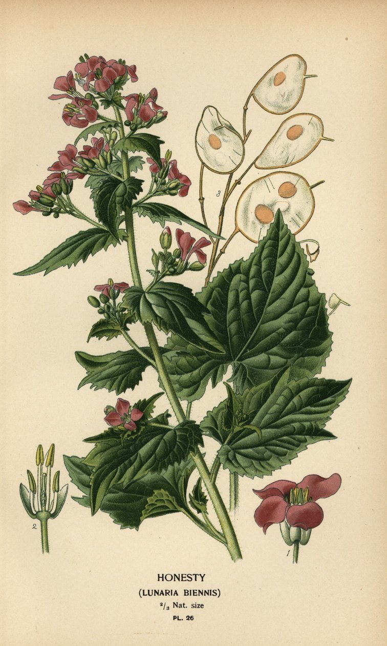 Honesty, Lunaria annua by Désiré Georges Jean Marie Bois