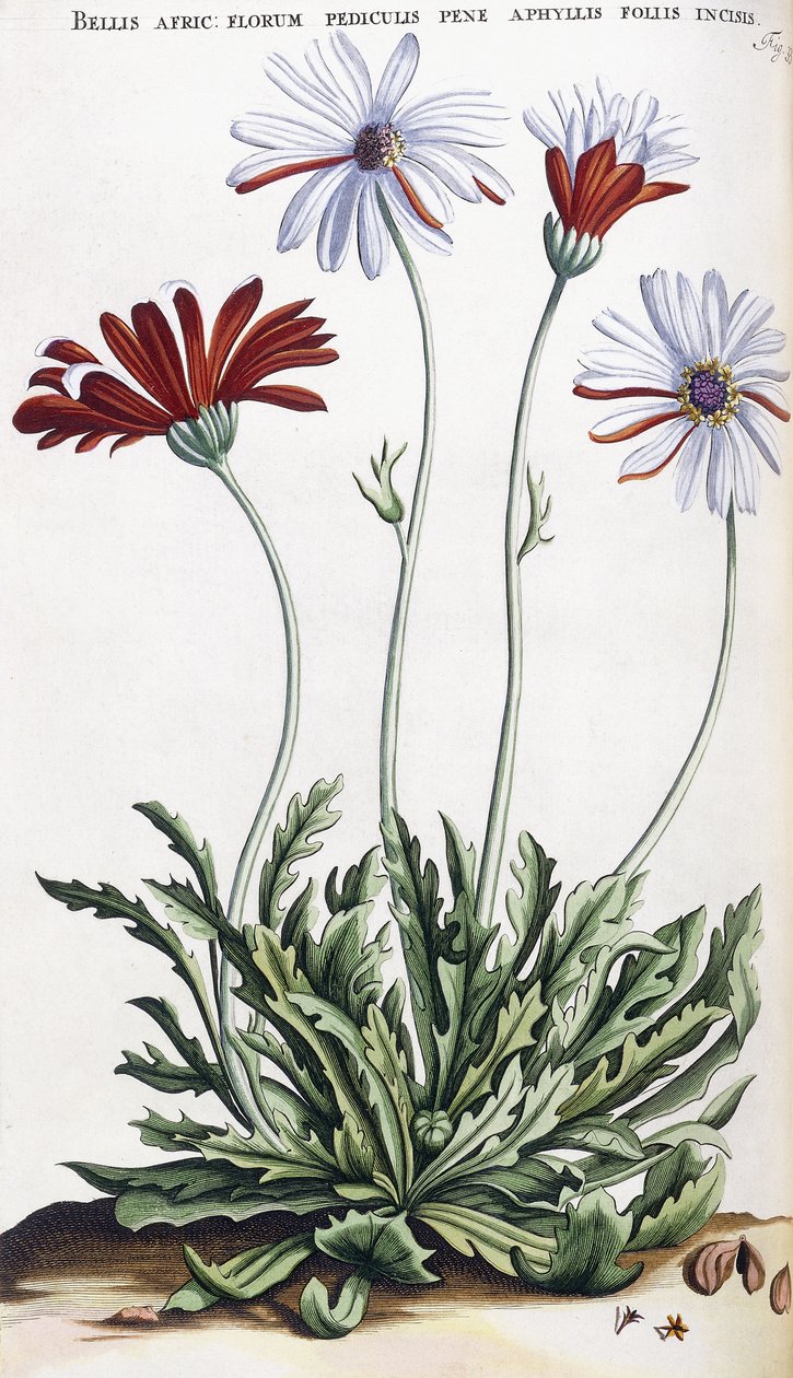 Bellis Afric: ... by Dutch School