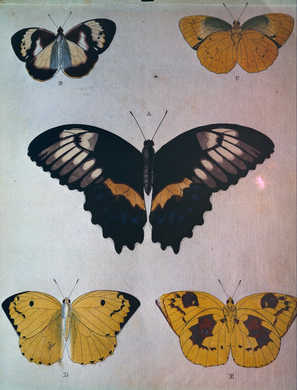 Butterflies by Dutch School