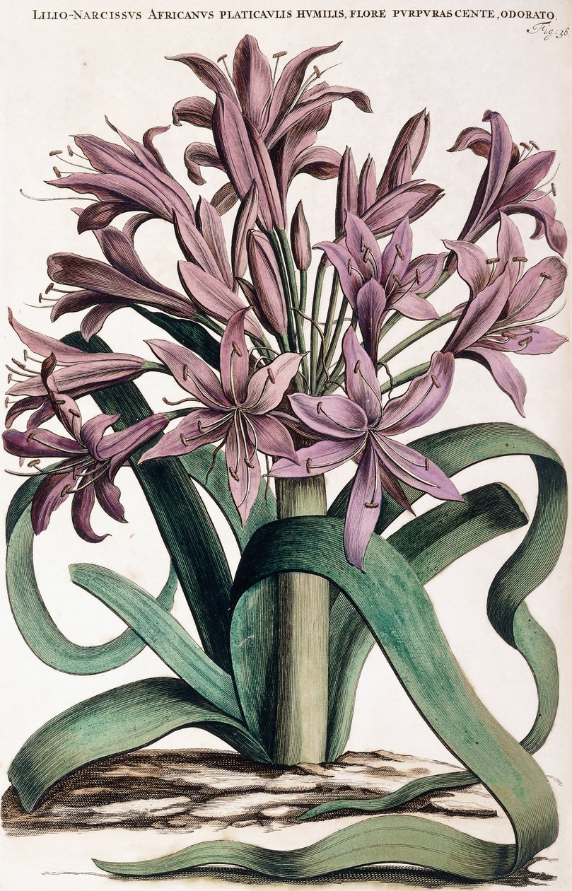 Lillio-Narcissus by Dutch School
