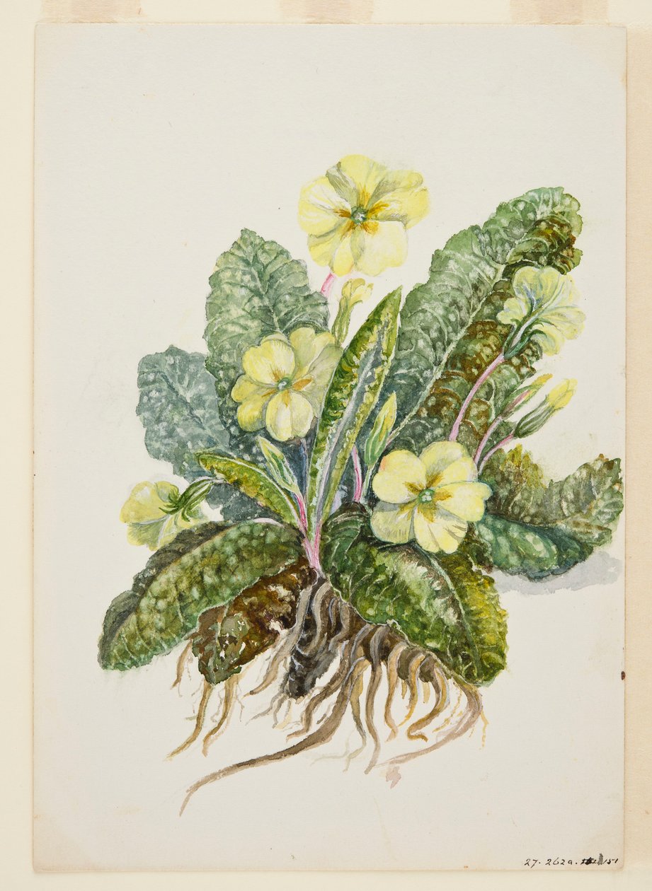 Primula vulgaris Huds Primrose by EF Crowley