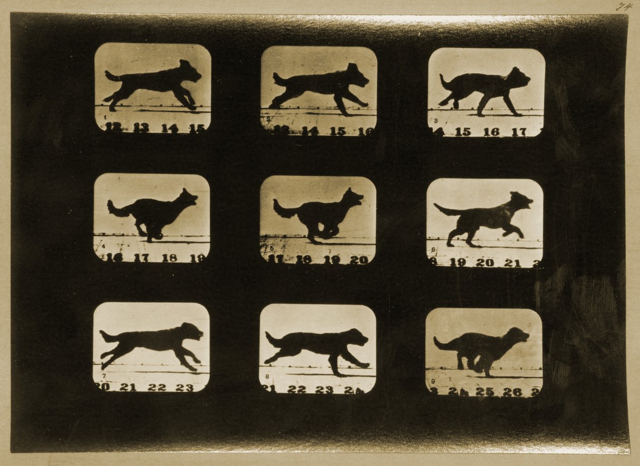 Dogs Running, from the 