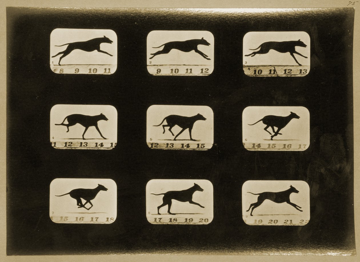 Greyhounds running, from the 
