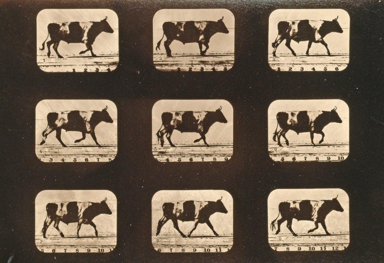 Image sequence of an Ox trotting, 