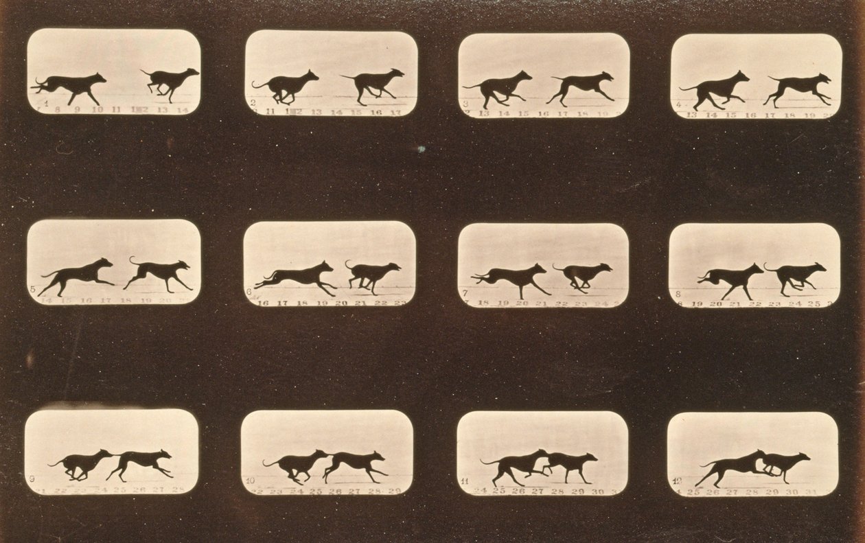 Image sequence of running Greyhounds, 