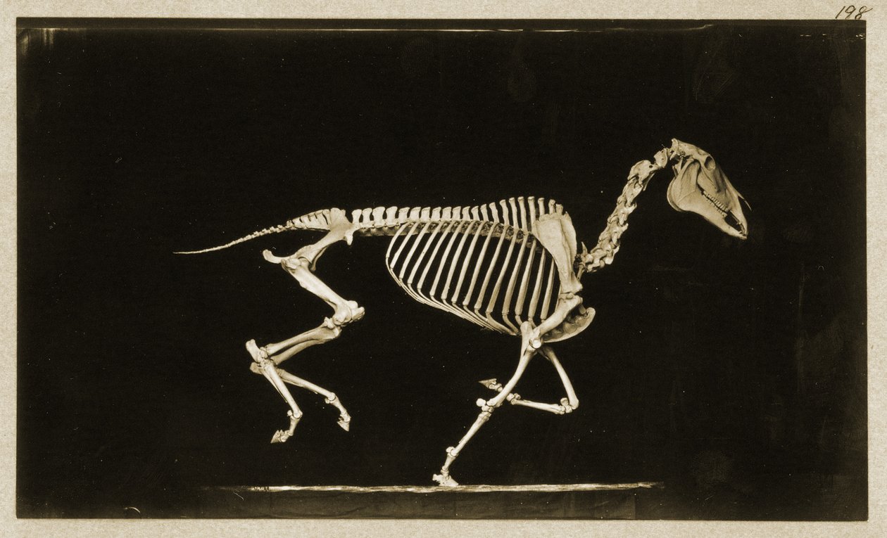 Skeleton of a running horse by Eadweard Muybridge