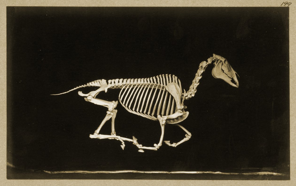 Skeleton of a Running Horse by Eadweard Muybridge