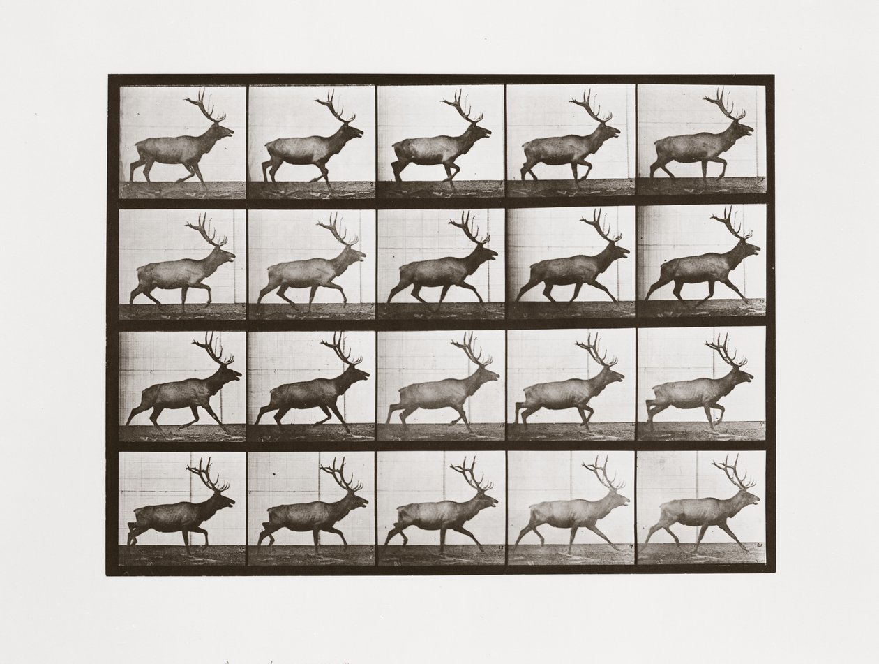 Elk, Plate 692 from Animal Locomotion by Eadweard Muybridge
