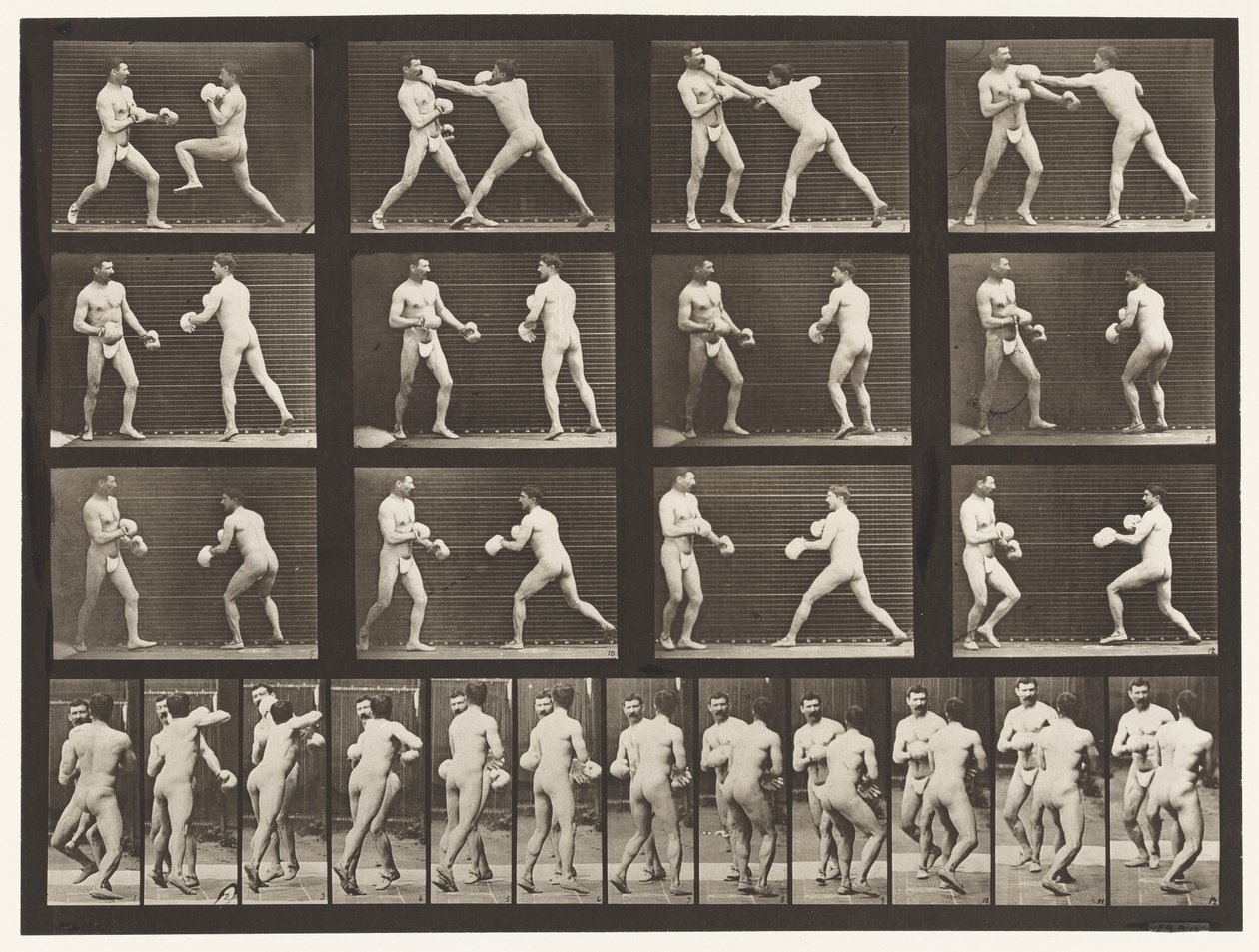 Boxing; With Gloves by Eadweard Muybridge