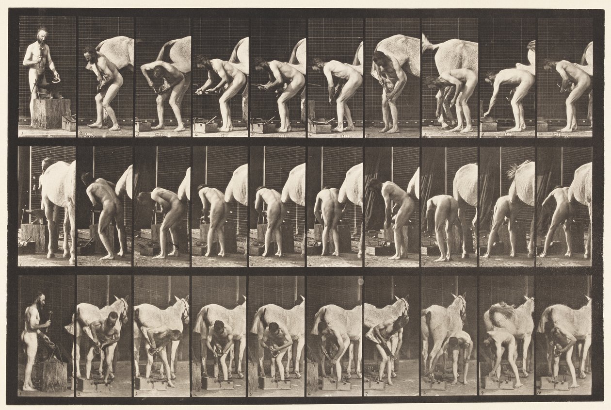 Plate 508. Shoeing a Horse by Eadweard Muybridge