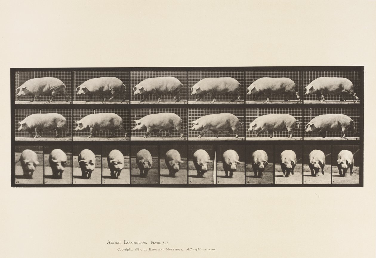 Plate 673. Sow; Walking by Eadweard Muybridge