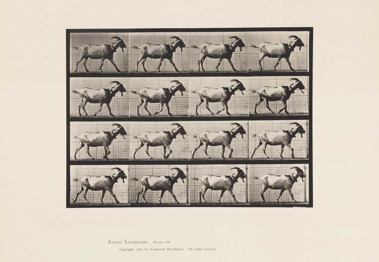 Plate 676. Goat; Walking by Eadweard Muybridge