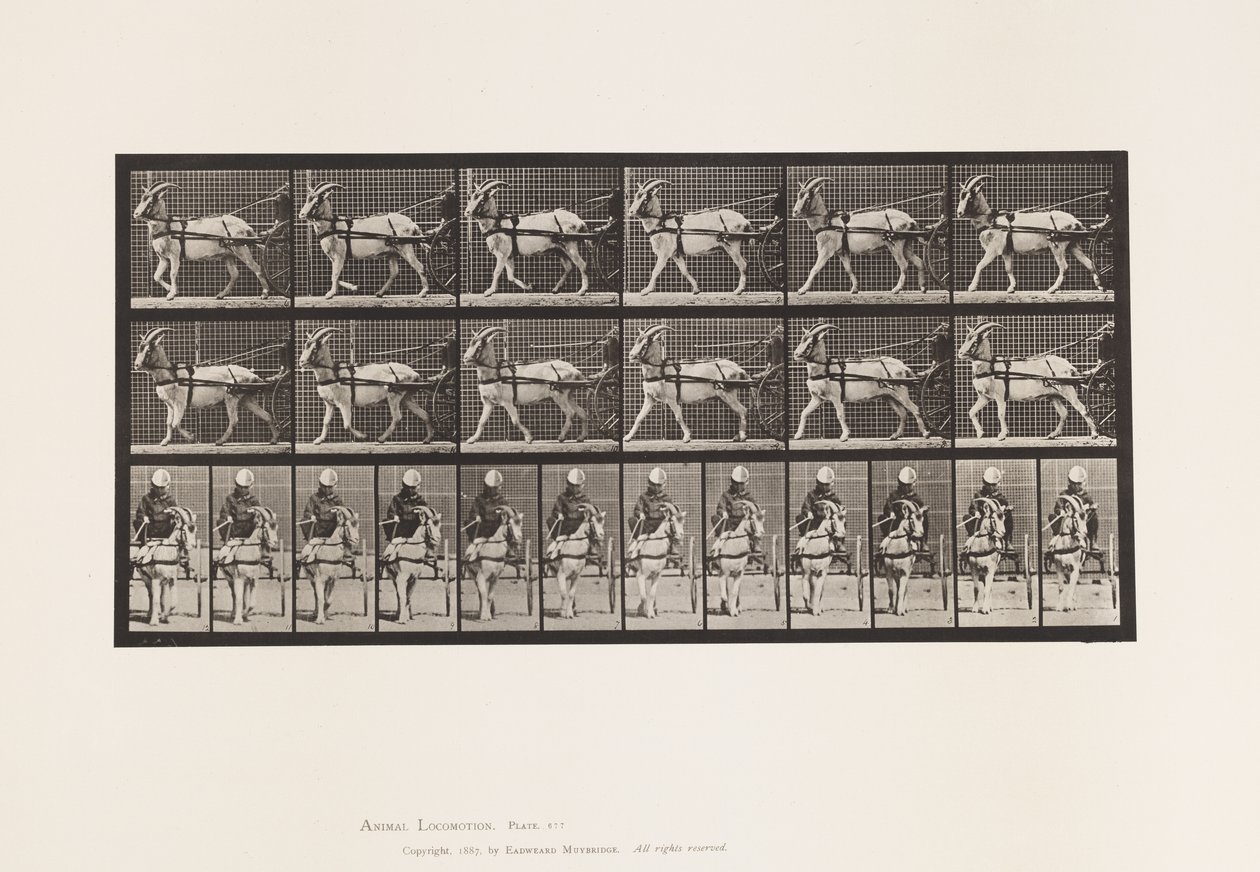 Goat; Walking in Sulky (Plate 677) by Eadweard Muybridge
