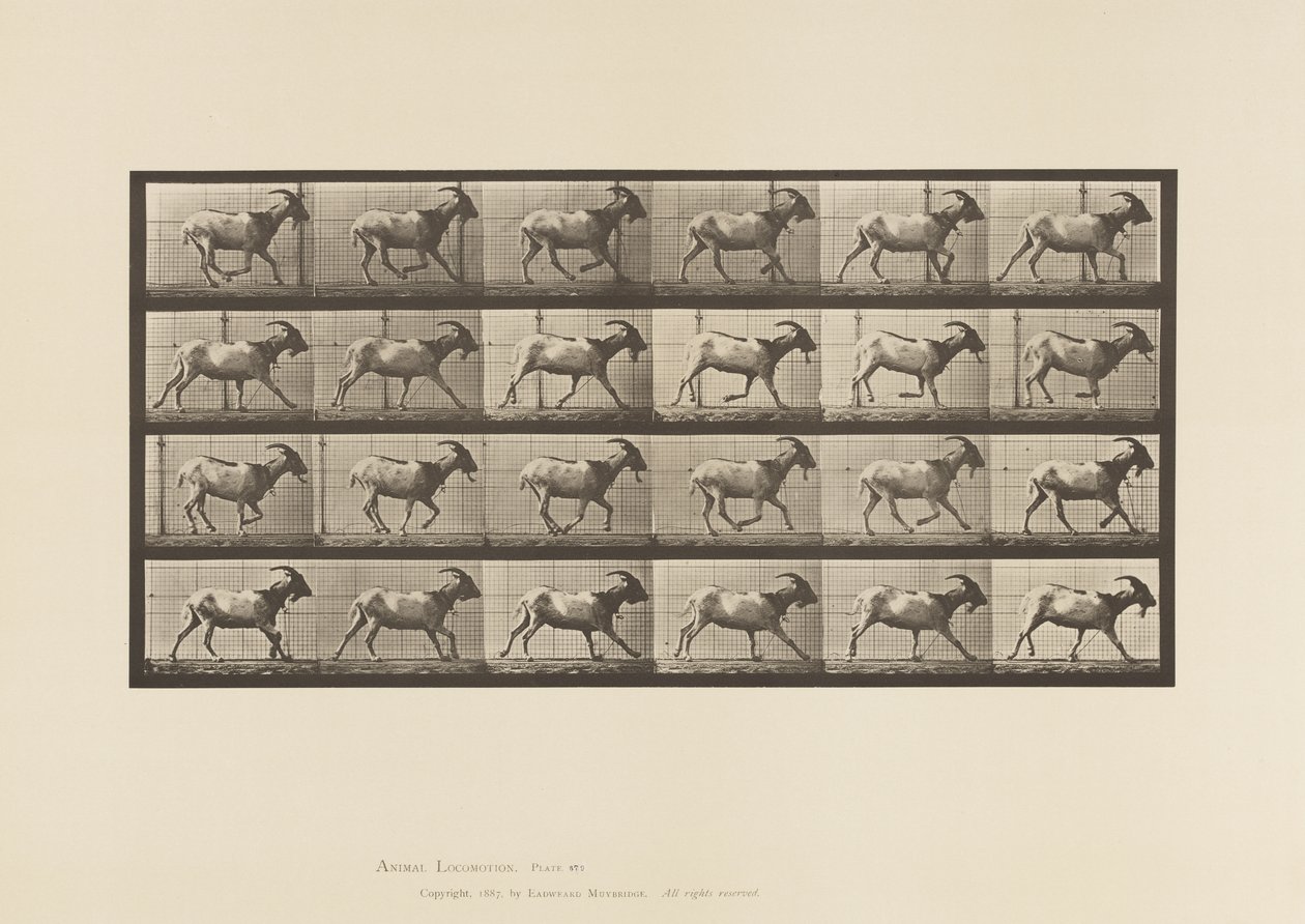 Goat; Galloping (Plate 679) by Eadweard Muybridge