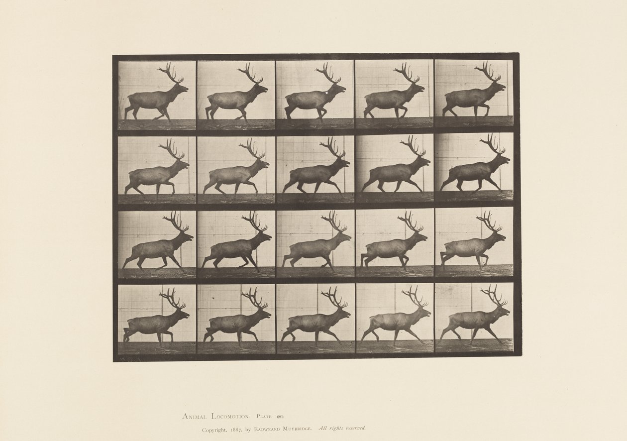 Plate 692. Elk, Trotting by Eadweard Muybridge