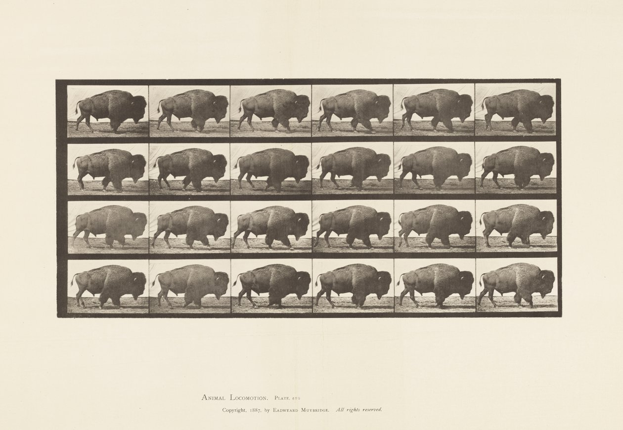 Plate 699. Buffalo; Walking by Eadweard Muybridge