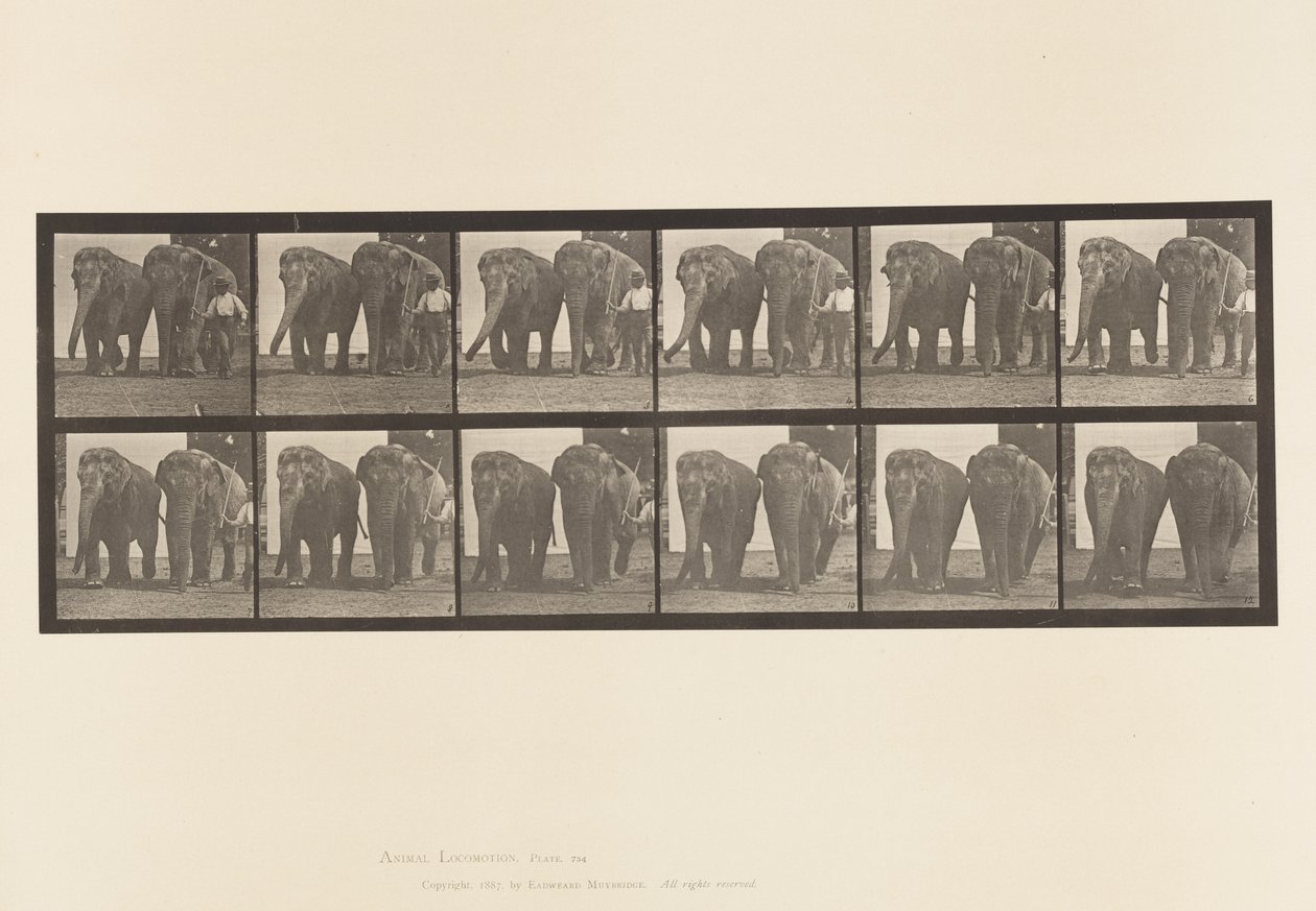 Elephants; Two, Walking (Plate 734) by Eadweard Muybridge