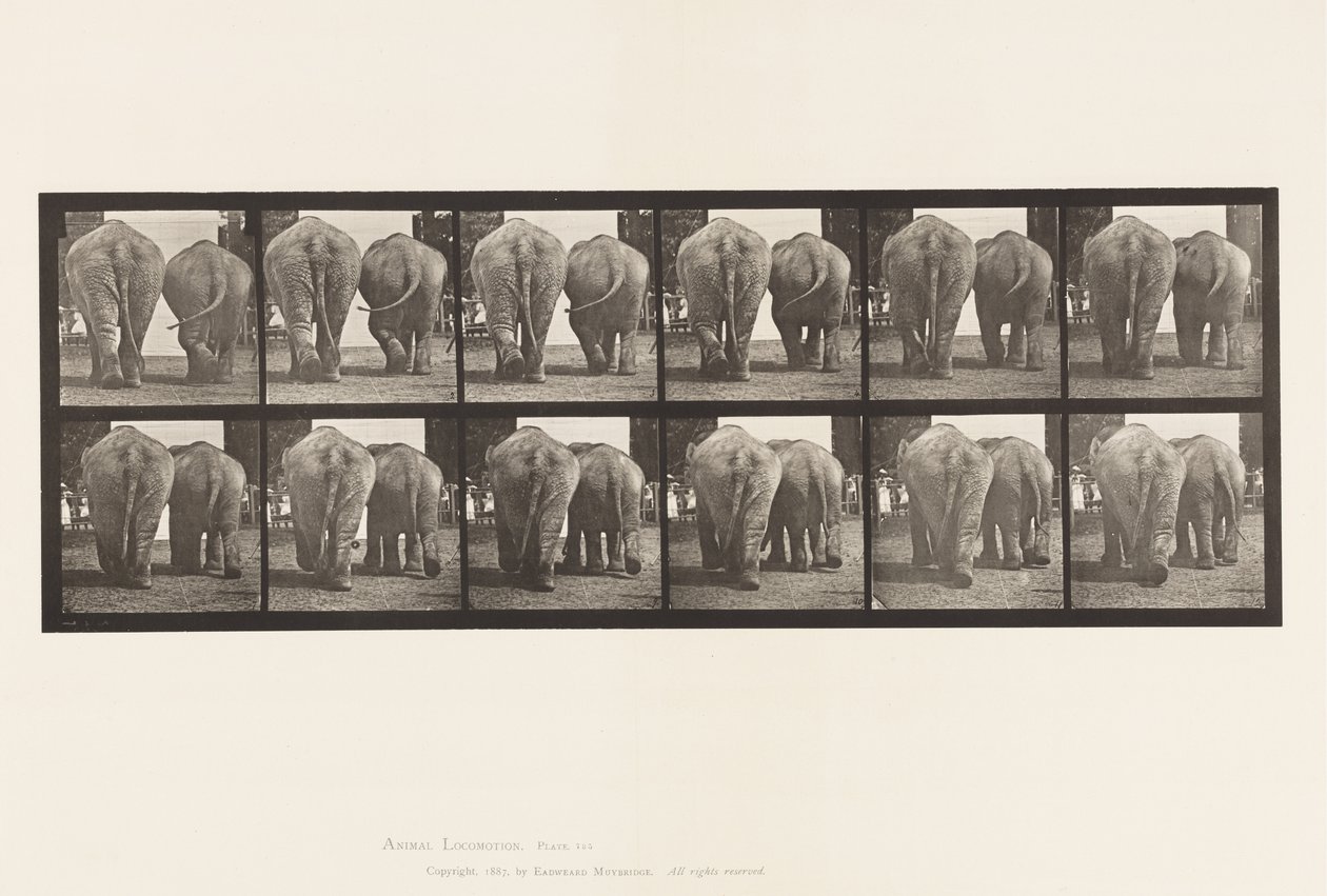 Plate 735. Elephants; Two, Walking by Eadweard Muybridge