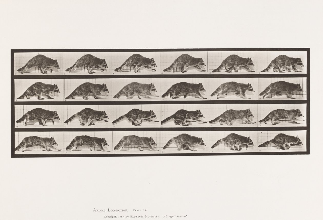 Plate 744. Raccoon; Walking; Change to Galloping by Eadweard Muybridge