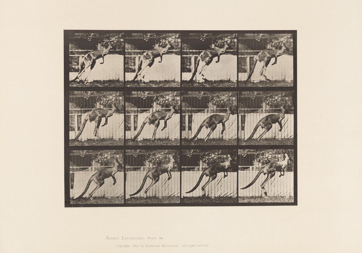 Kangaroo; Jumping by Eadweard Muybridge