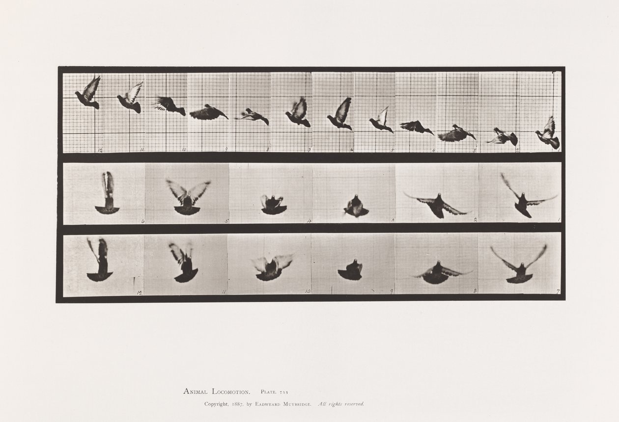 Plate 755. Pigeon; Flying by Eadweard Muybridge