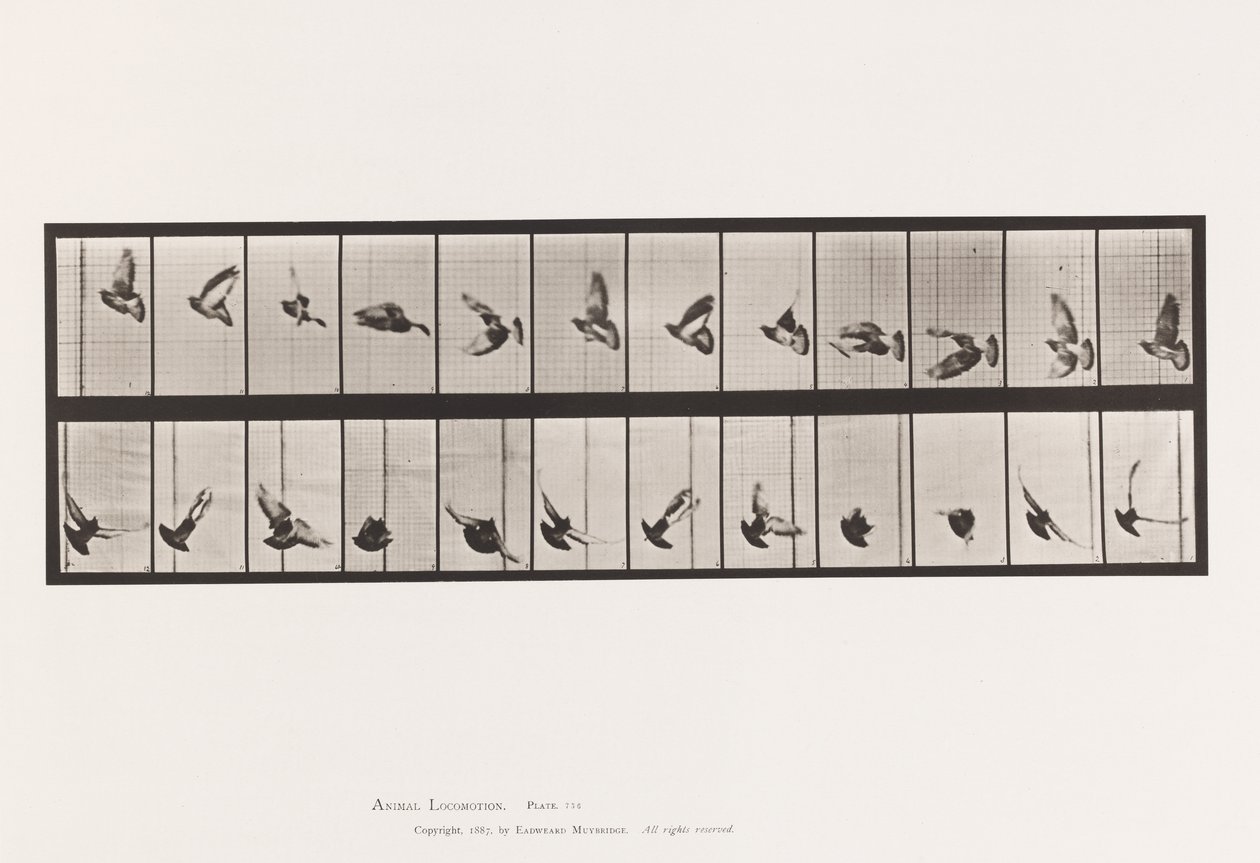 Pigeon; Flying by Eadweard Muybridge