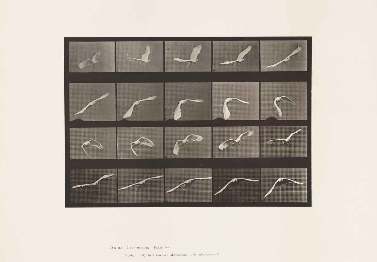 Plate 760. Cockatoo; Flying by Eadweard Muybridge