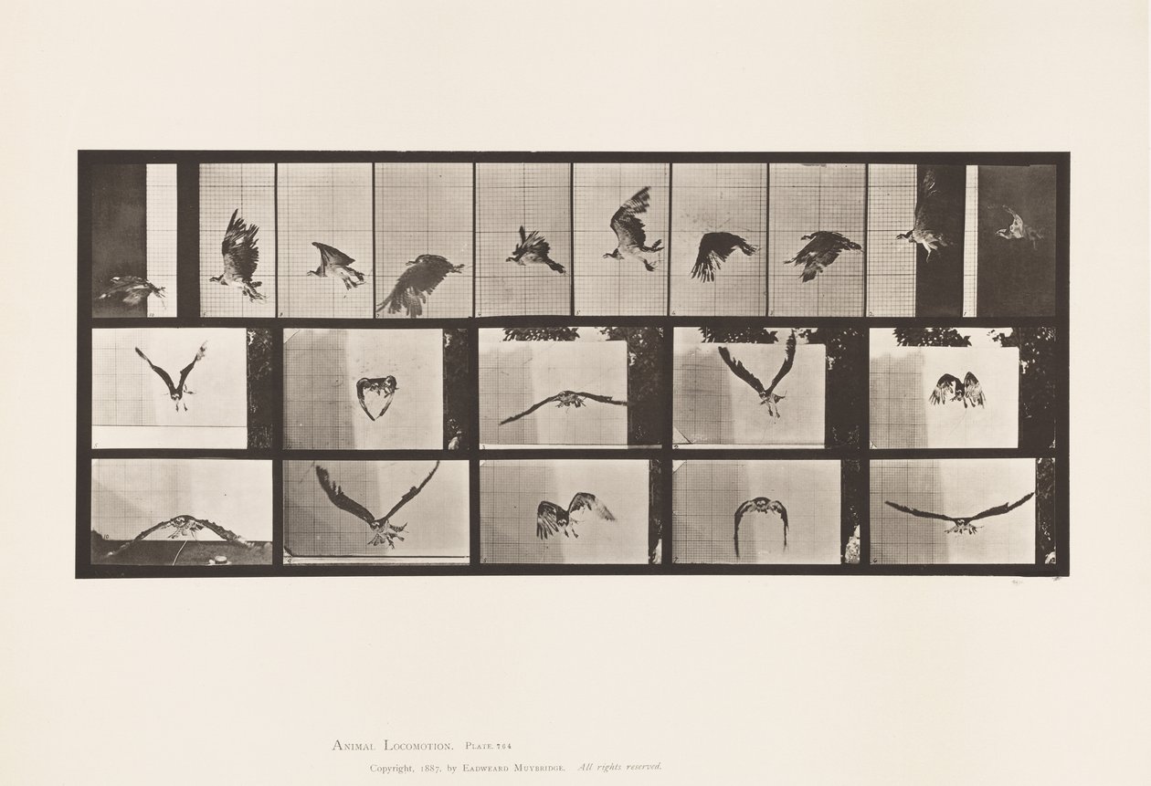 Plate 764. Fish Hawk; Flying by Eadweard Muybridge