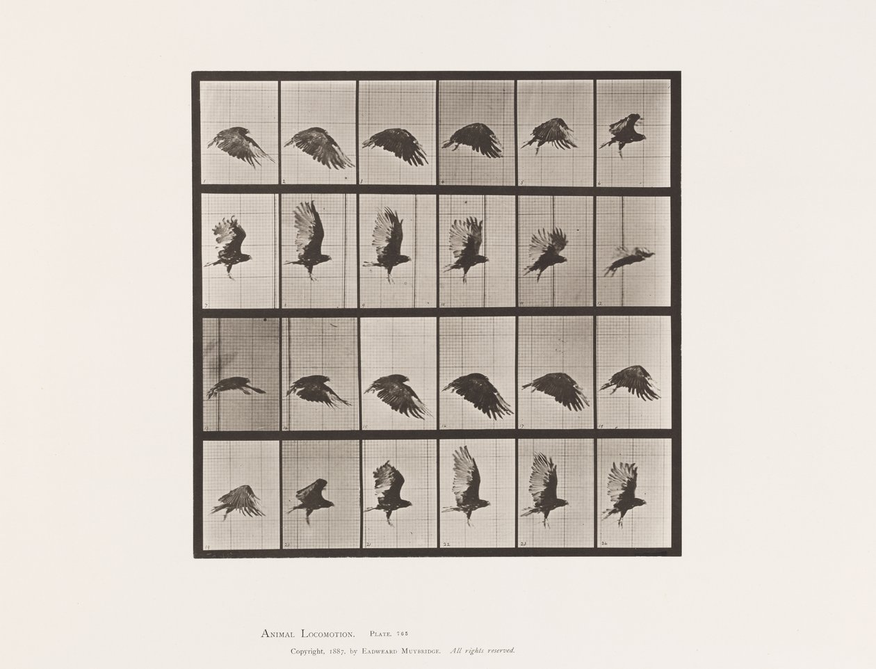Vulture; Flying (Plate 765) by Eadweard Muybridge