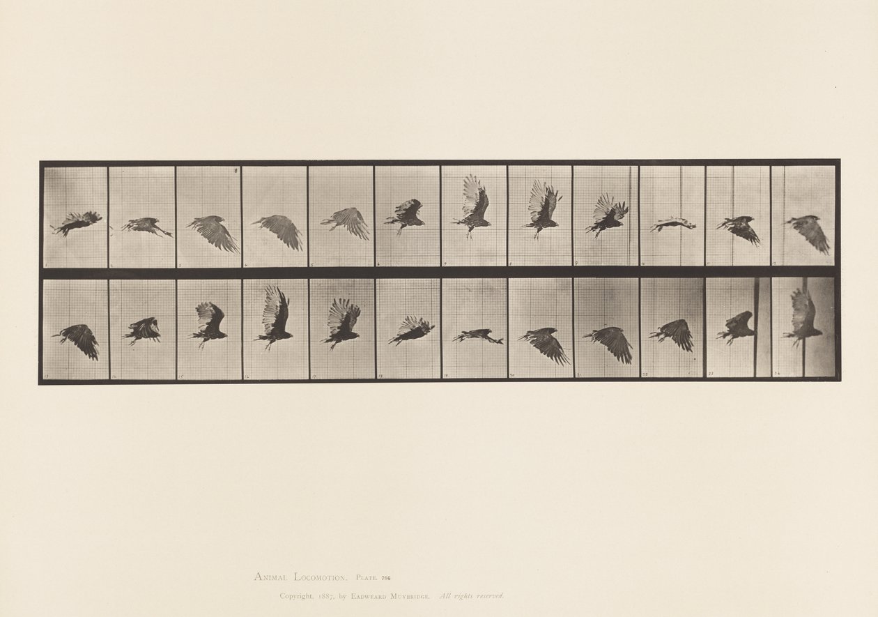 Vulture; Flying (Plate 766) by Eadweard Muybridge