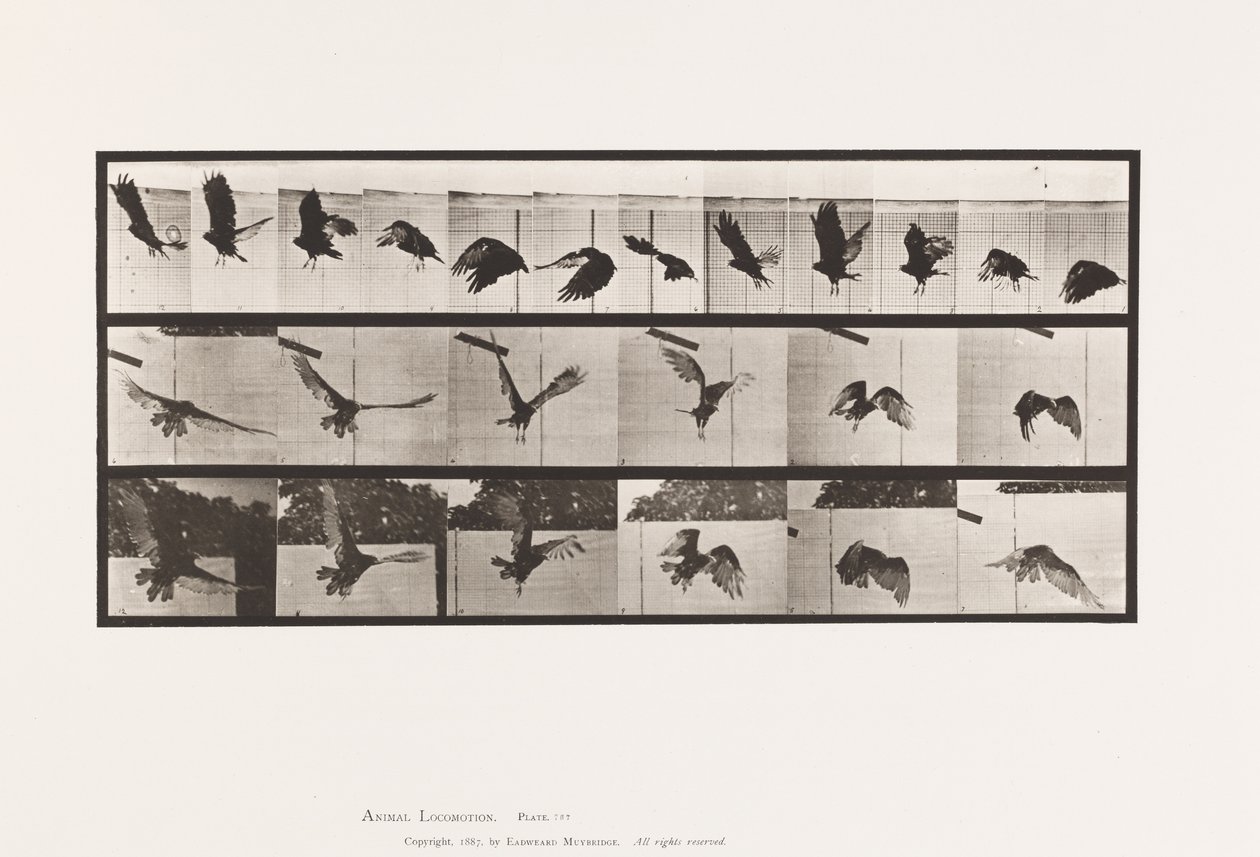 Vulture; Flying by Eadweard Muybridge
