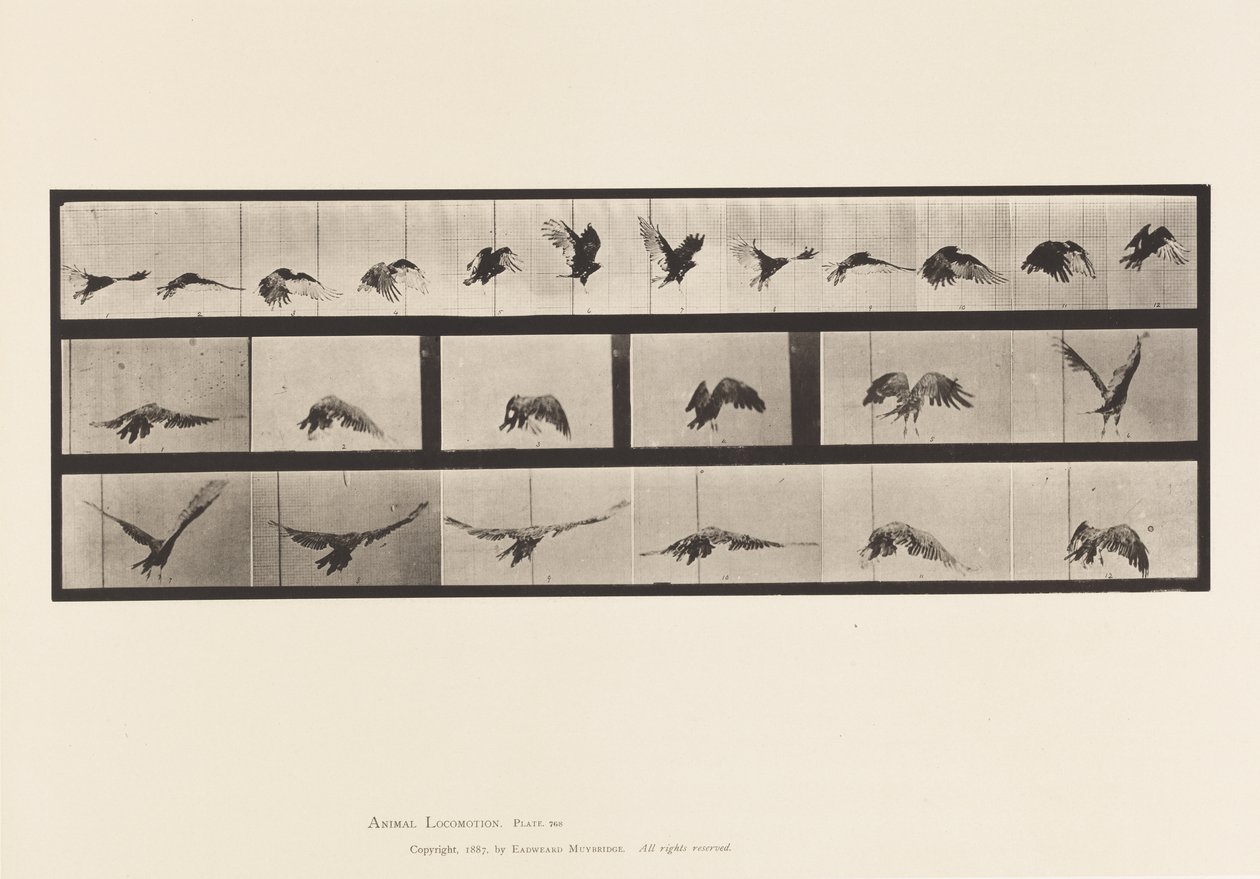 Plate 768. Vulture; Flying by Eadweard Muybridge