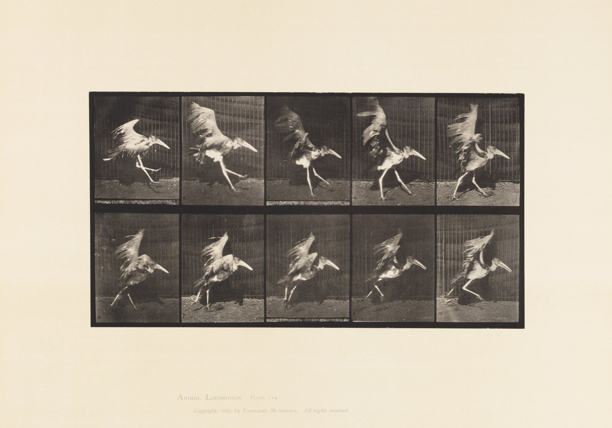 Adjutant; Flying Run by Eadweard Muybridge