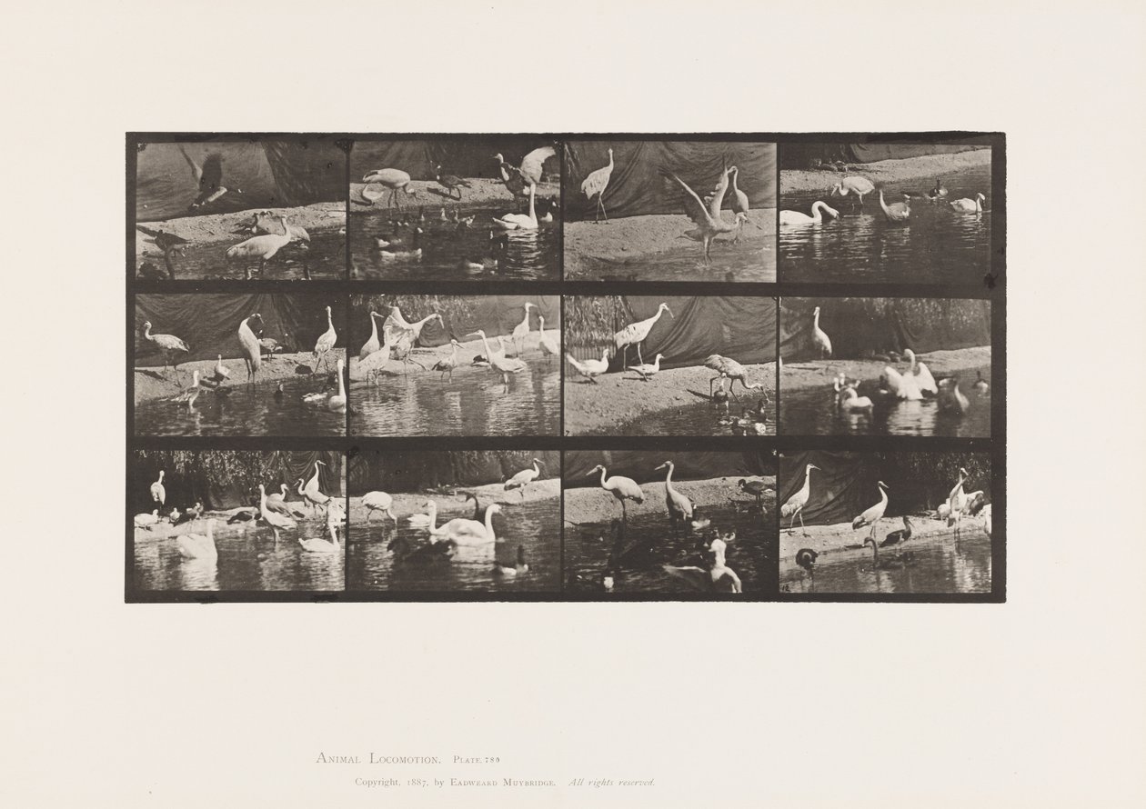 Storks; Swans, etc. (Plate 780) by Eadweard Muybridge
