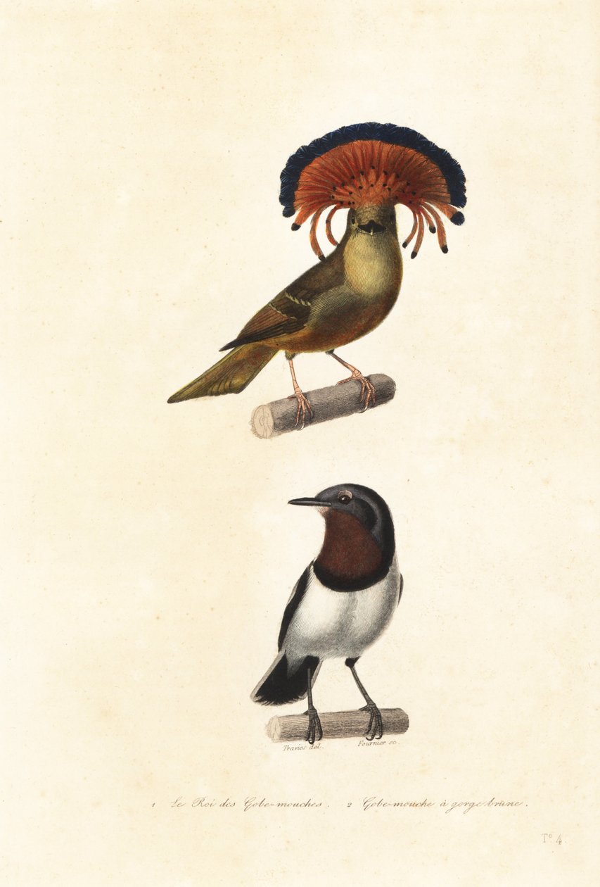 Amazonian Royal Flycatcher and Brown-Throated Wattle-Eye by Edouard (after) Travies