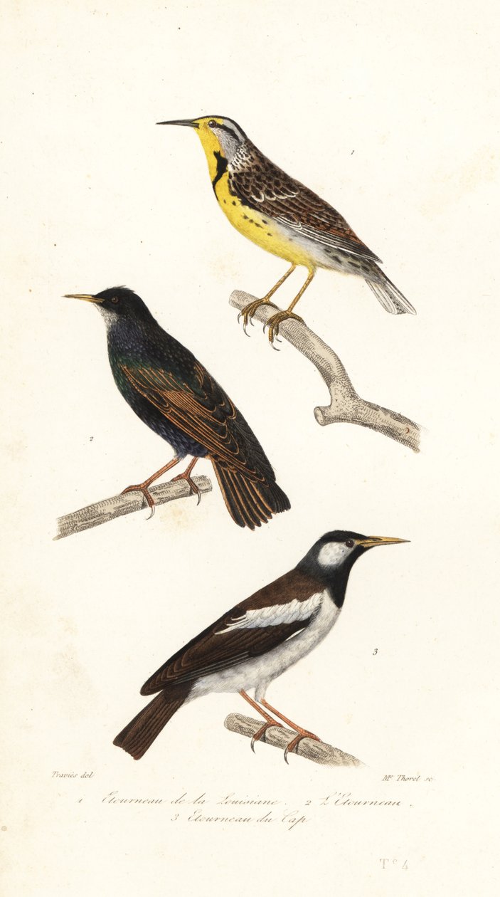 Eastern meadowlark, starling and pied myna by Edouard (after) Travies