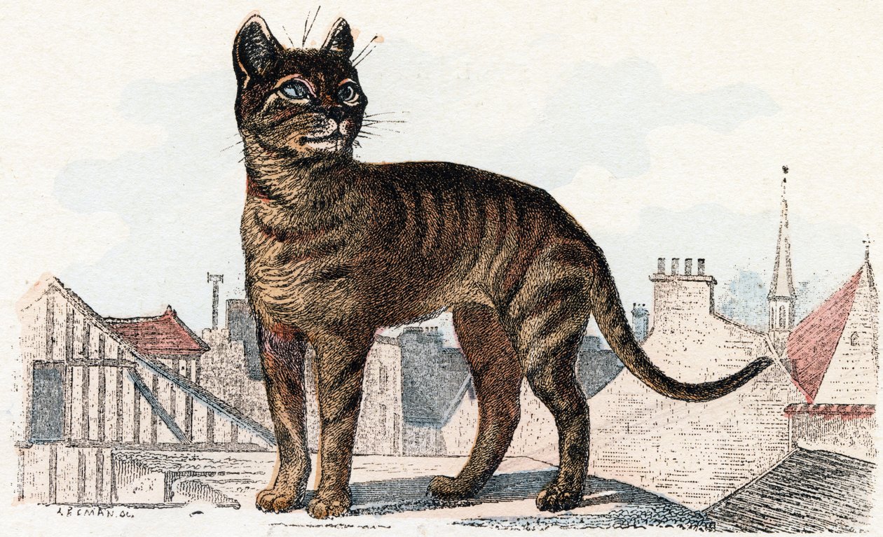 Cat from 