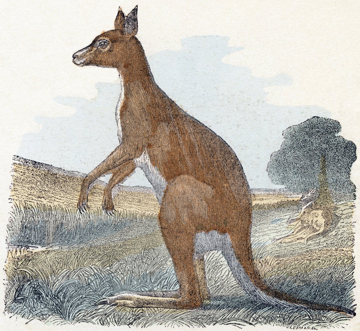 Kangaroo - Alphabet Illustrates Animals by Edouard Travies