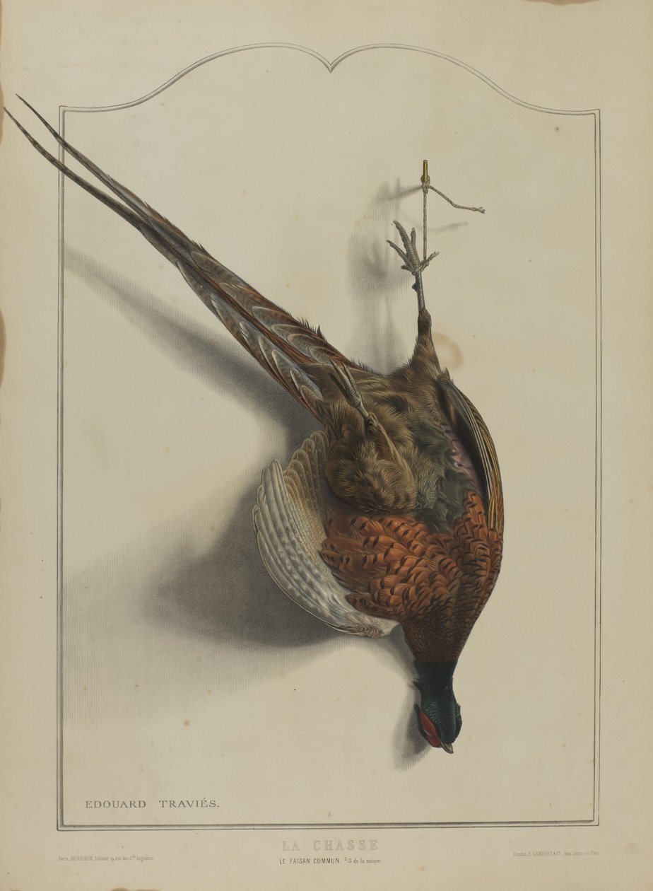 The Hunt: The Common Pheasant by Edouard Travies