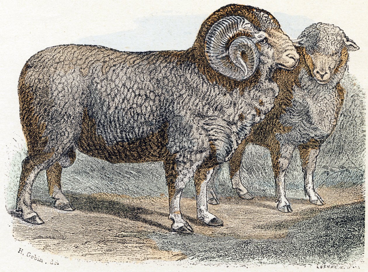 Sheep - 