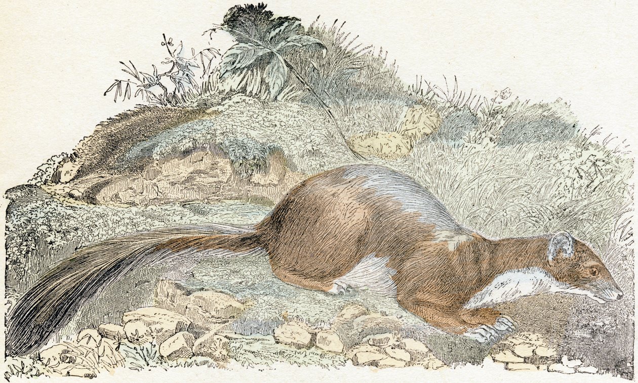 Snoopy - Alphabet Illustrates Animals 19th Century by Edouard Travies