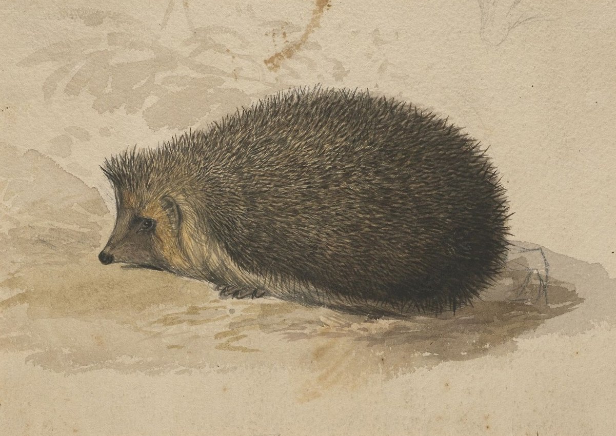 A Hedgehog by Edward Lear