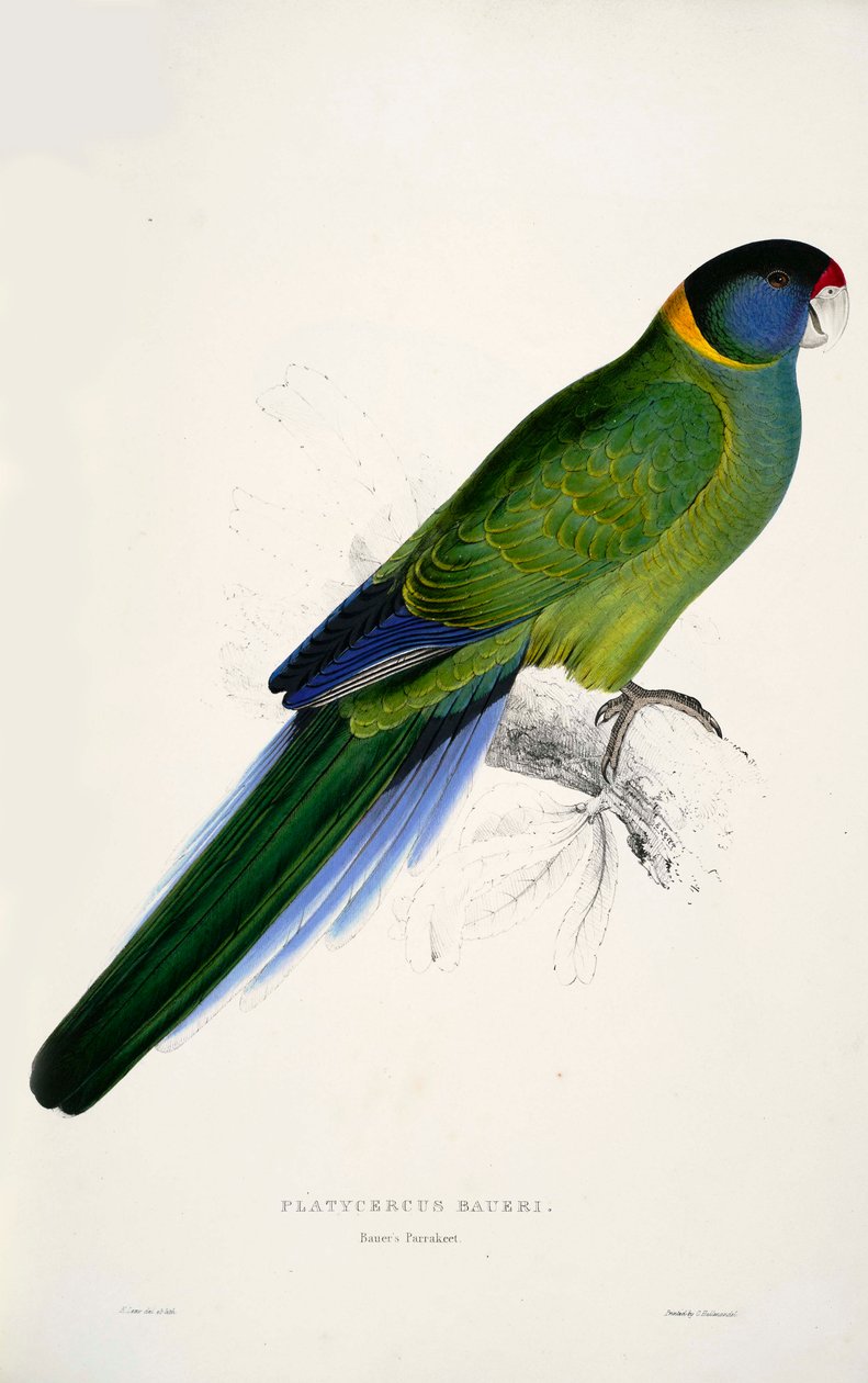 Australian Ringneck by Edward Lear