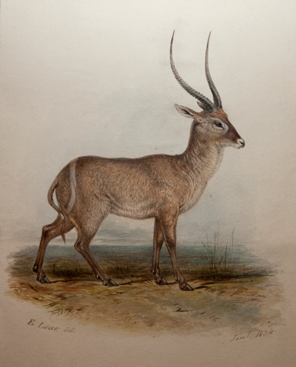 Bohor Reedbuck by Edward Lear